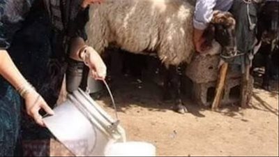 قصة دخل رجل غريب الى مطعم في الشام